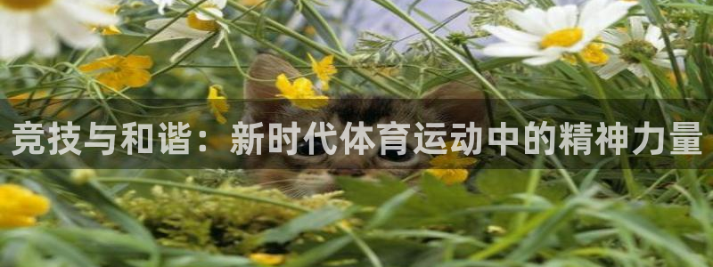 杏耀集团股票